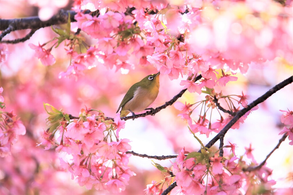 春を感じる時