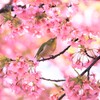 春を感じる時