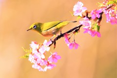 桜の蜜を求めて