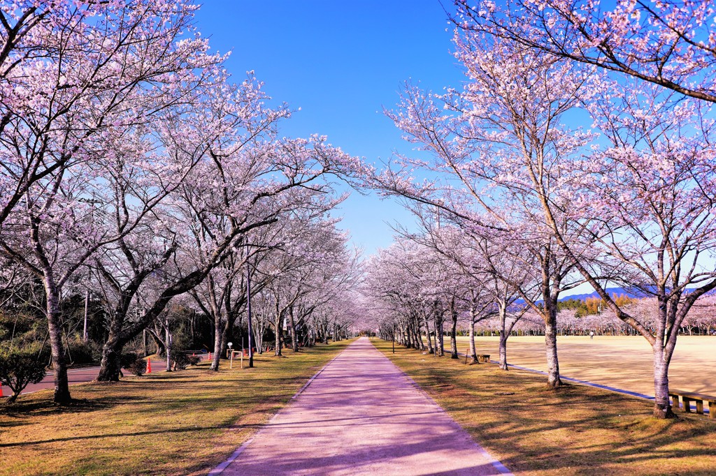 春の季節を感じながら By Takky Id 写真共有サイト Photohito