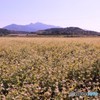 蕎麦畑と金峰山