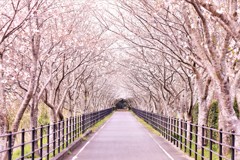 桜並木を歩きながら