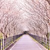 桜並木を歩きながら