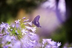 花の光に包まれて