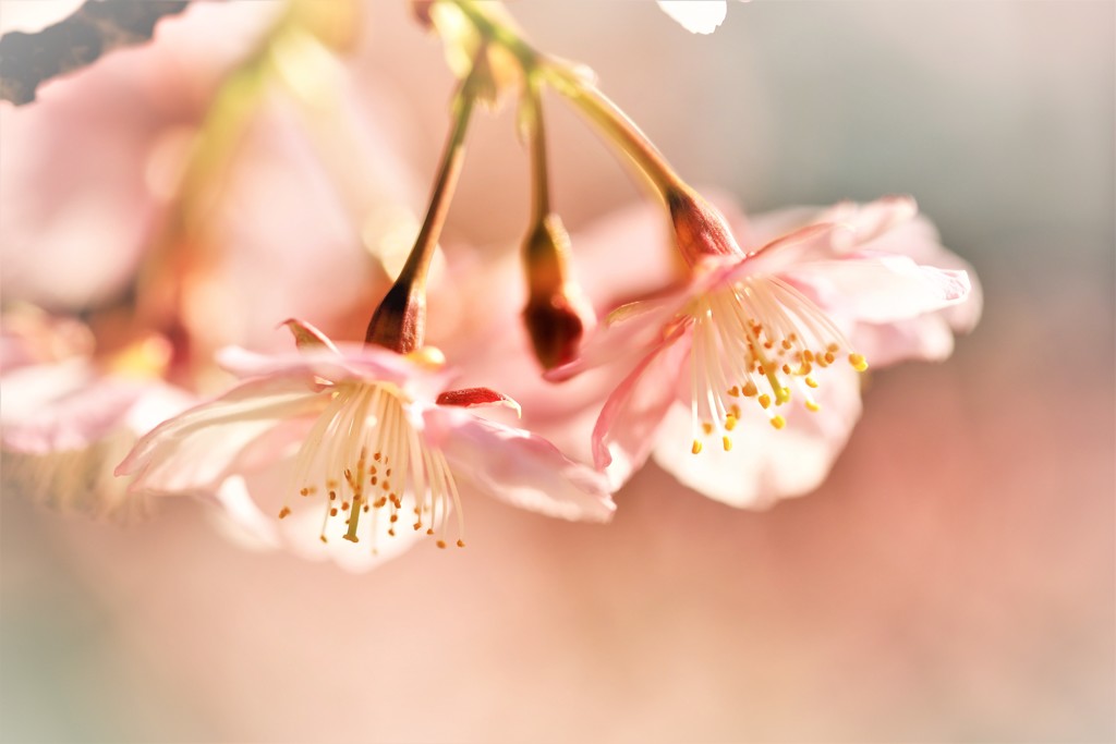 春の日差しに照らされて 