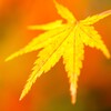紅葉狩り2