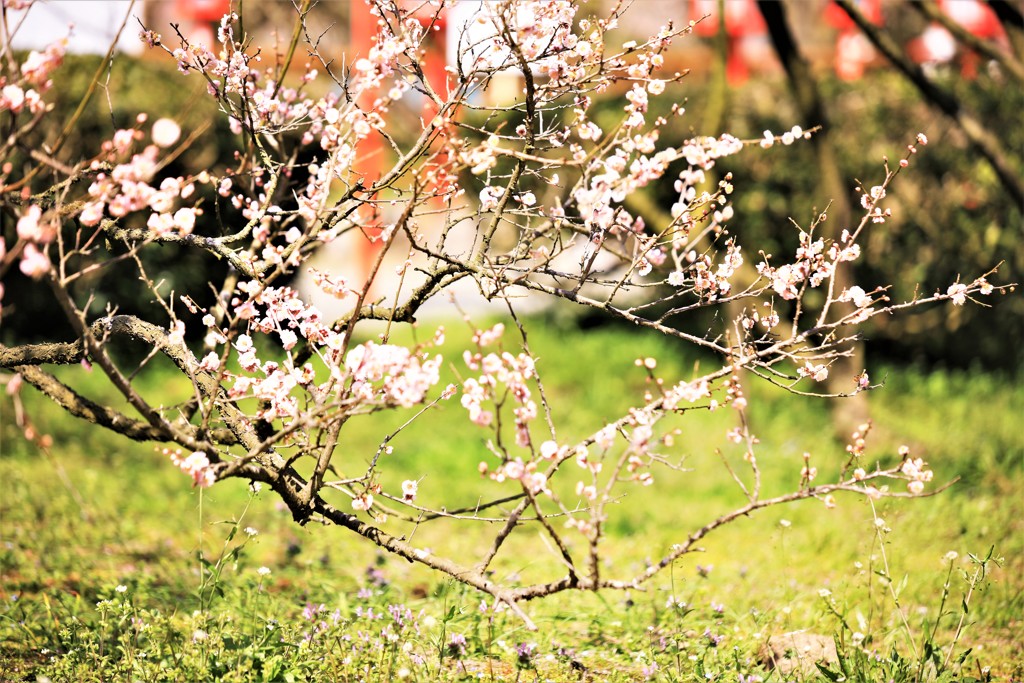 Plum blossom3