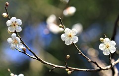 春まで待てない