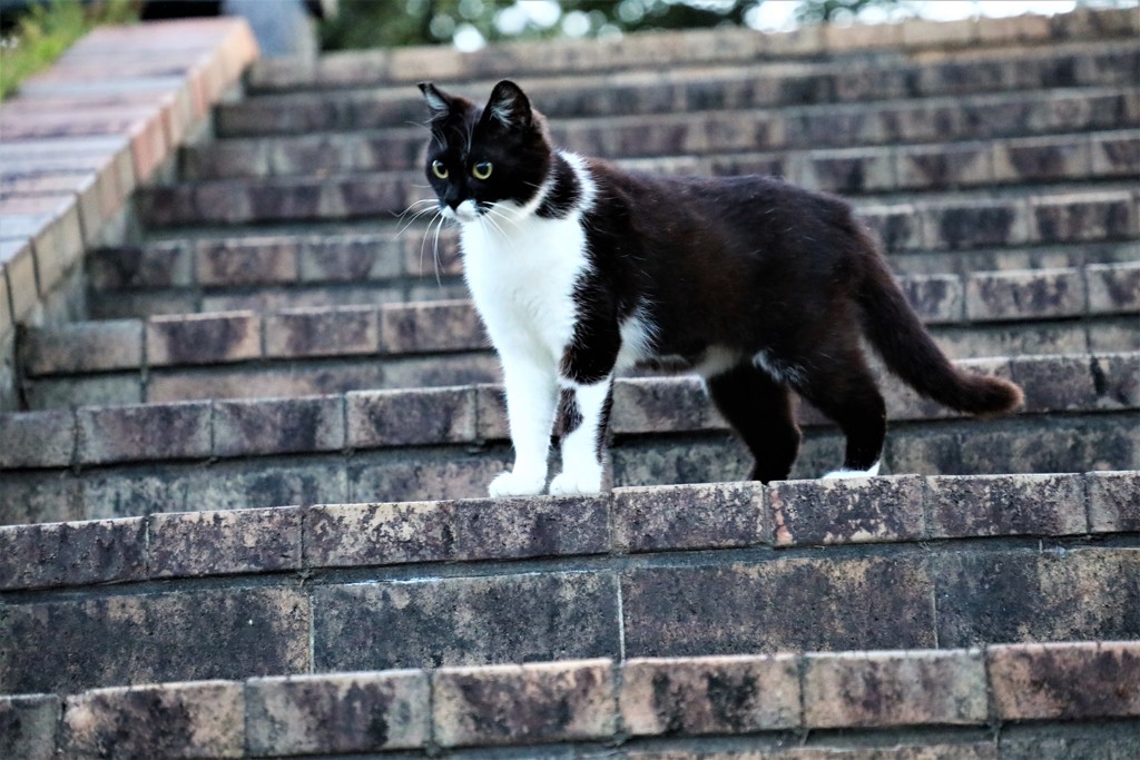 一人ぼっちの野良猫