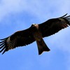 カメラ目線の鳶