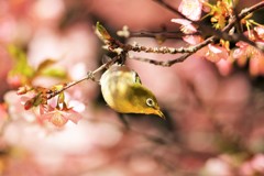 満開の桜の中で