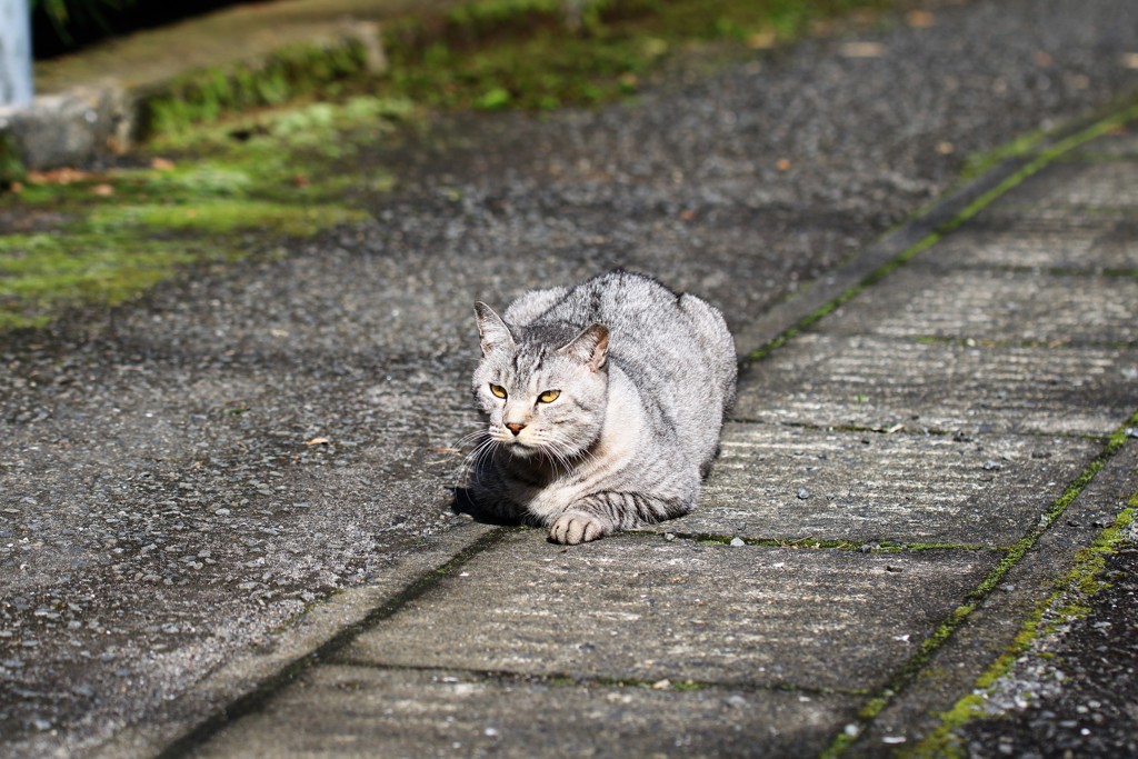 ほふく前進