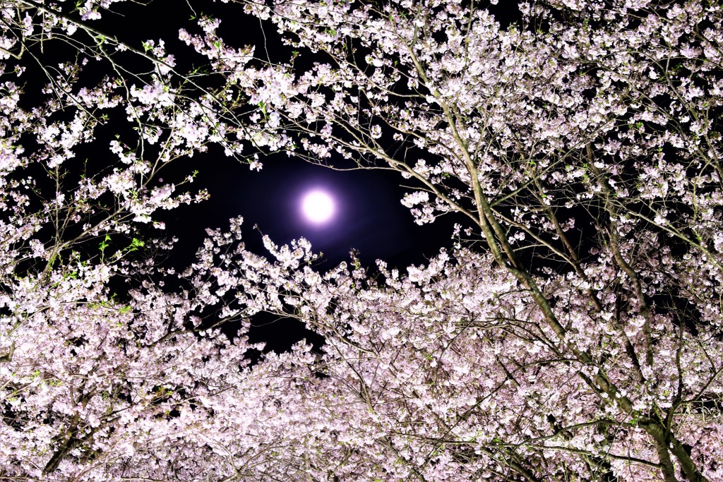 夜桜と月のシンフォニー