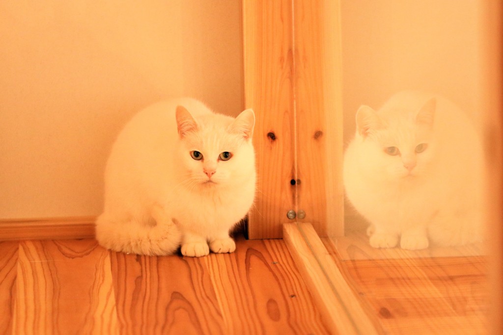 ここが一番いいの