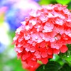 紫陽花の雨音を聞きながら