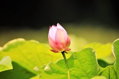 蓮の花