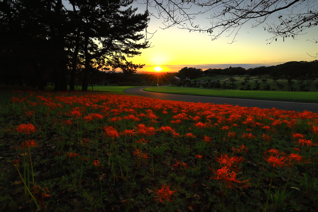 夕暮れ時の公園