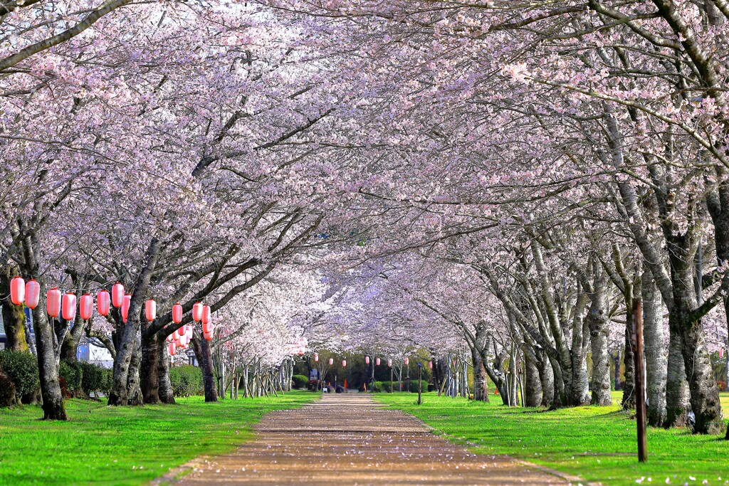 桜並木の散歩道