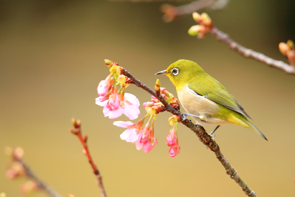 春はそこまで