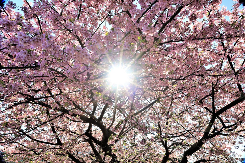 満開の桜の木の下で