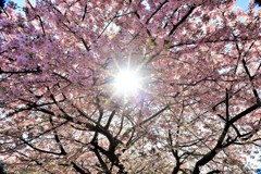 満開の桜の木の下で