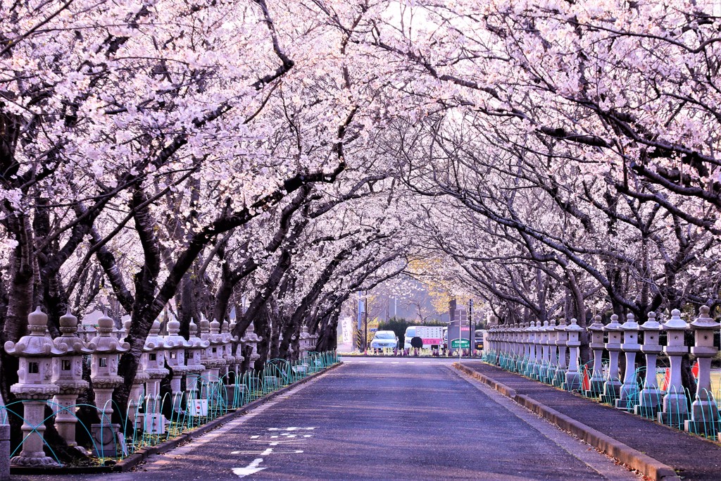 知覧平和公園の桜並木 By Takky Id 写真共有サイト Photohito