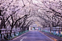 知覧平和公園の桜並木