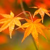 紅葉狩り