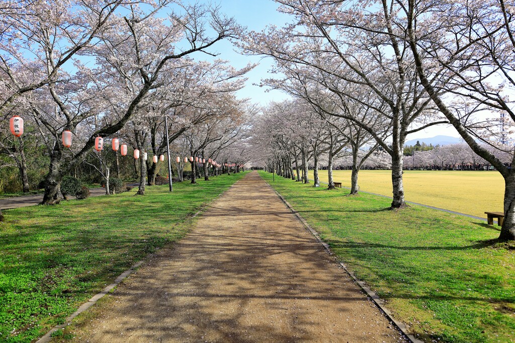 桜並木を散策中