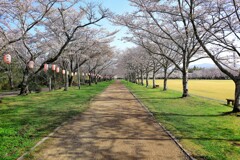 桜並木を散策中