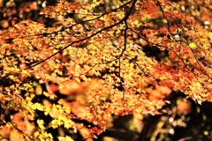紅葉を探し求めて