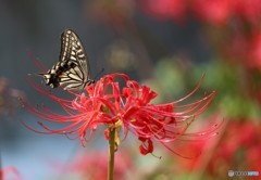 アゲハチョウと彼岸花