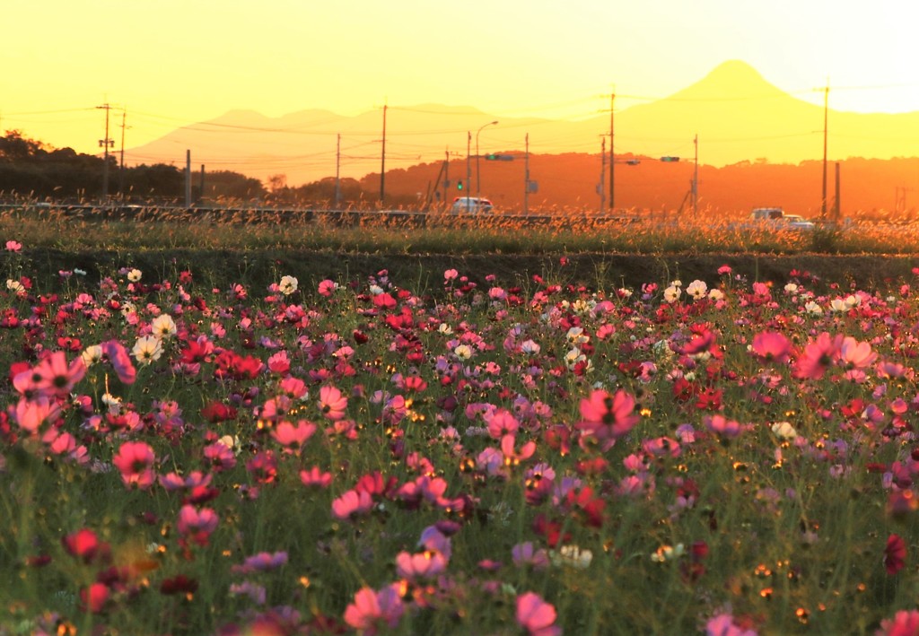 秋の夕暮れとコスモス畑