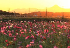 秋の夕暮れとコスモス畑