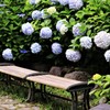 紫陽花に囲まれて