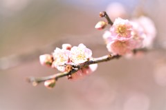 Plum blossom2