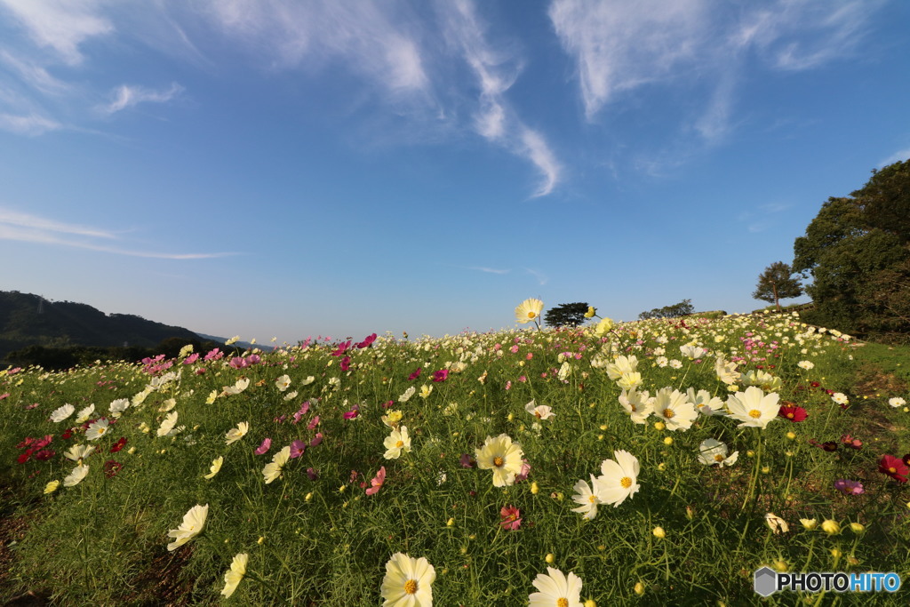 コスモスに魅せられて