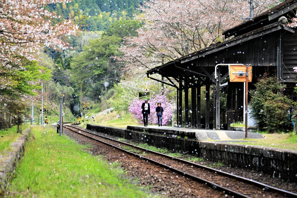 桜吹雪が舞う中で