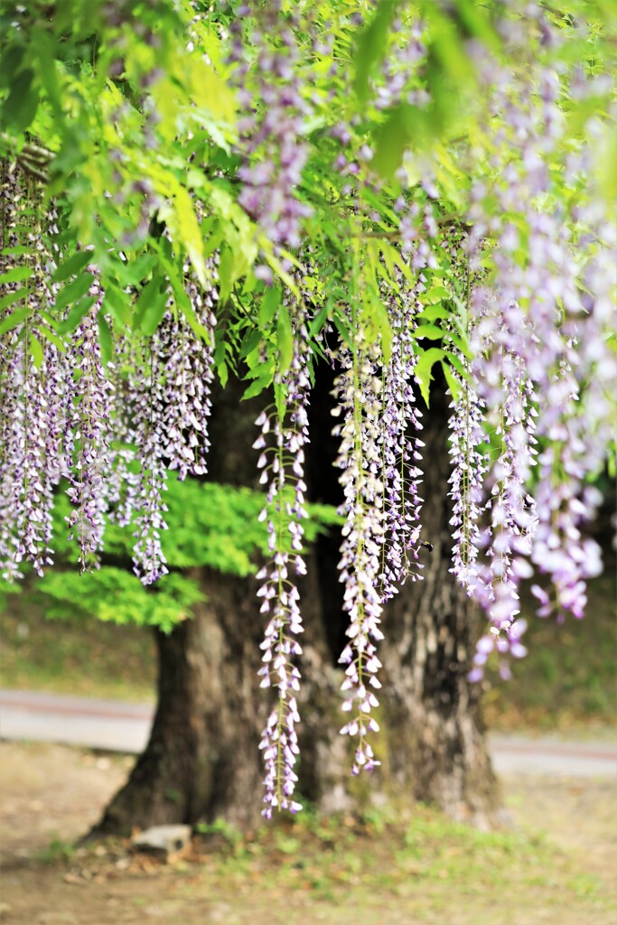 藤の花
