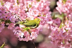 桜の花に囲まれて