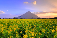 菜の花畑から望む開聞岳