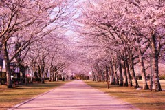 桜並木を散策