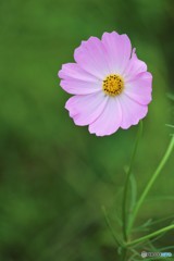 秋の日の秋桜