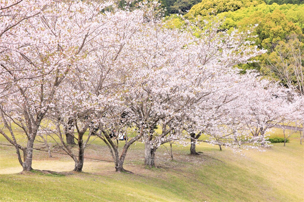 桜並木の下で