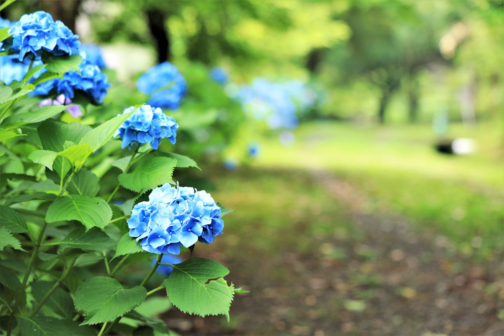 紫陽花を求めて