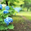 紫陽花を求めて