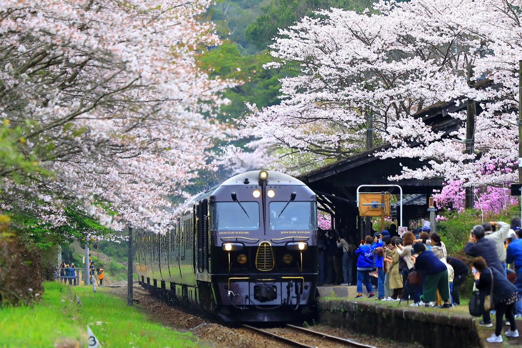 桜のシャワーを浴びながら