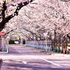 桜並木に魅せられながら