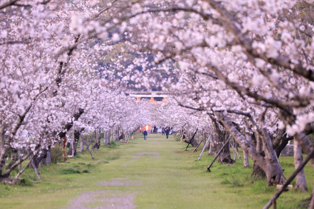 桜並木を散策中