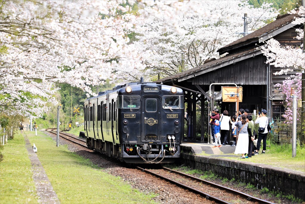 満開の桜でお出迎え